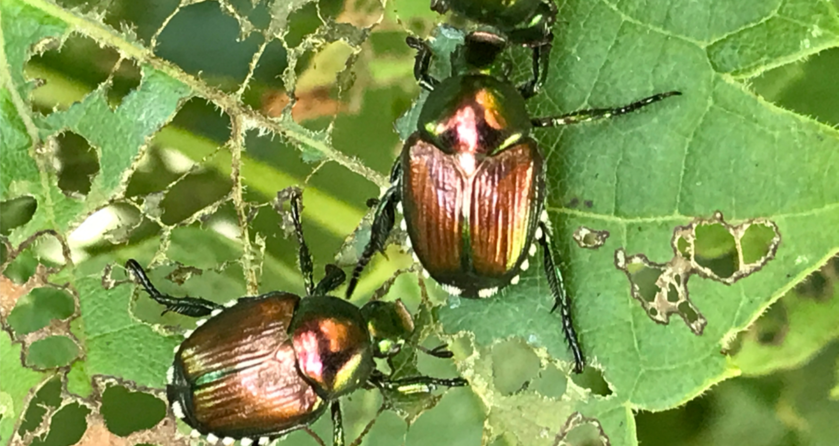 0c9526dc-c875-4fba-aa20-16cbed239159