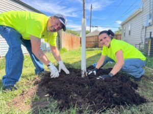 Caring for a newly planted tree