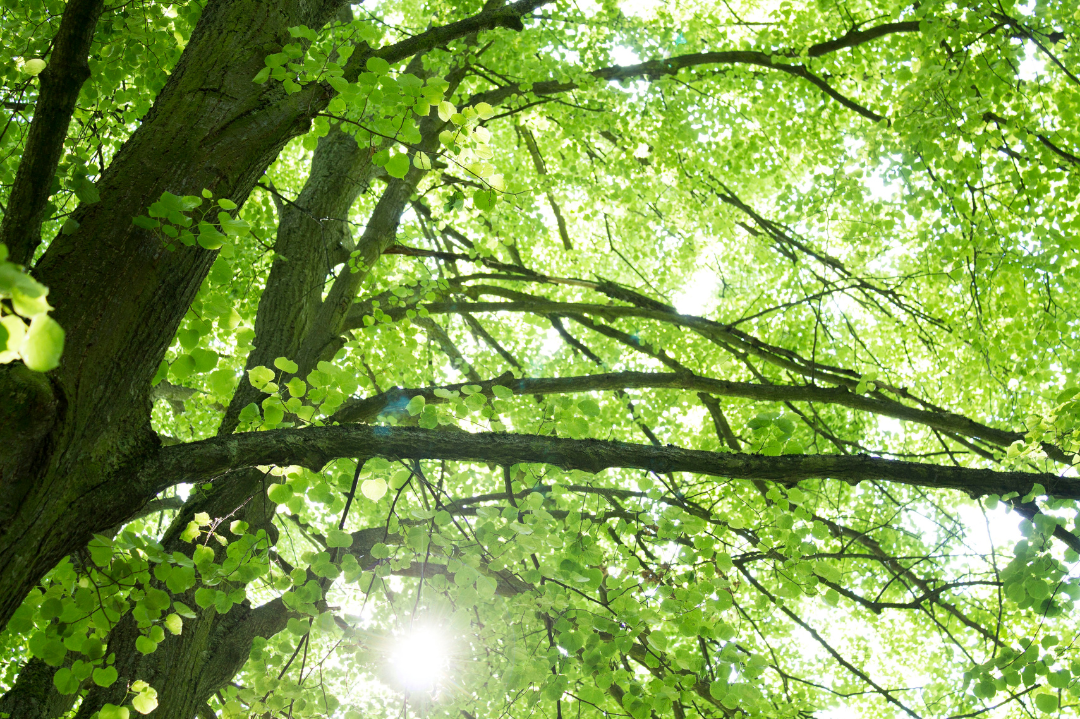 sunlit_green_branches_stock_photo