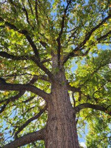 caring for mature trees, image of mature tree