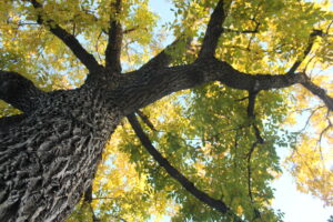 Looking up into the canopy of a large tree with yellow leaves in fall