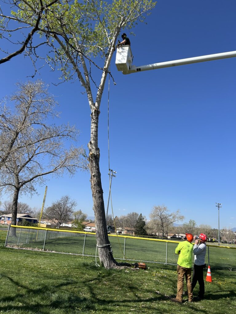 Arborist in bucket truck removing a tree