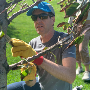 Man with ball cap, using a hand saw to prune a small branch off a young tree