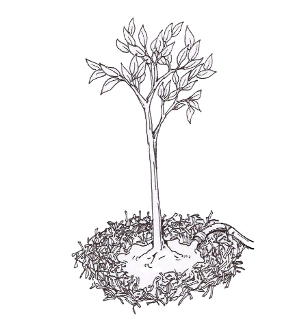 Watering_Tree_sketch_MAB_small Watering_Tree_sketch_MAB_small