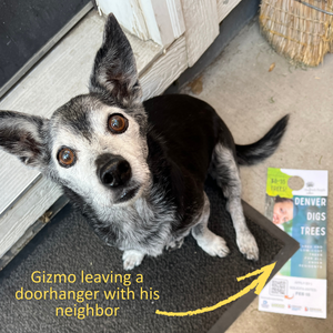 Small black and white dog with a grizzled muzzle and upright ears looking up into the camera. A Denver Digs Trees doorhanger is at his feet, and he's sitting beside a front door. The caption says "Gizmo leaving a doorhanger for his neighbor"
