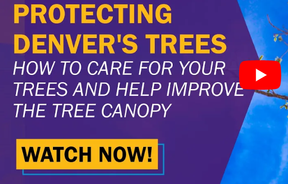 How to care for trees in Denver - The Park People
